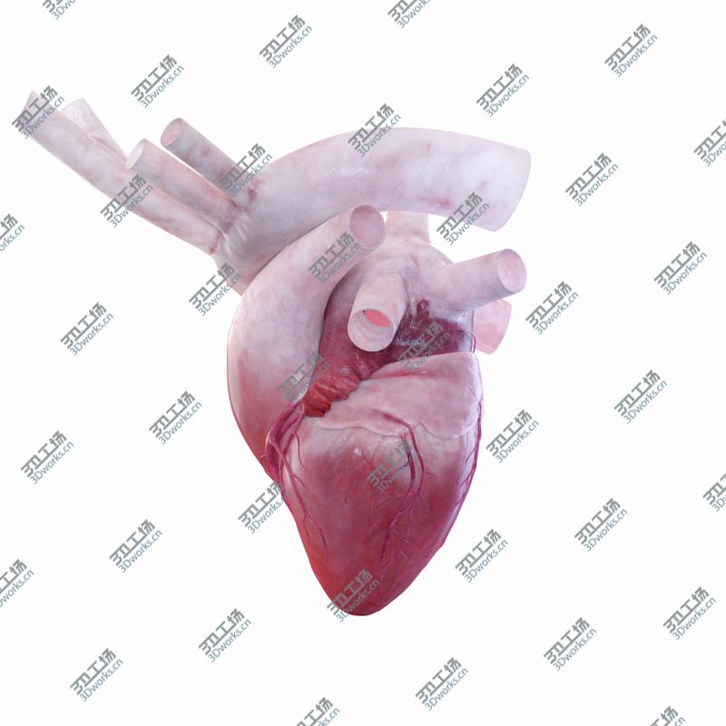 images/goods_img/202104091/3D 8k Human Heart Rigged model/5.jpg